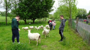 tierhaltung 33 20190611 1706020116